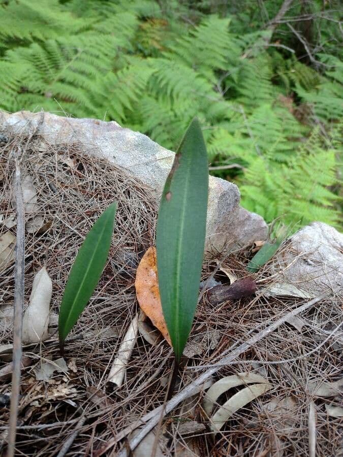 Cryptostylis 4