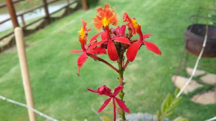 Epidendrum ibaguense 5