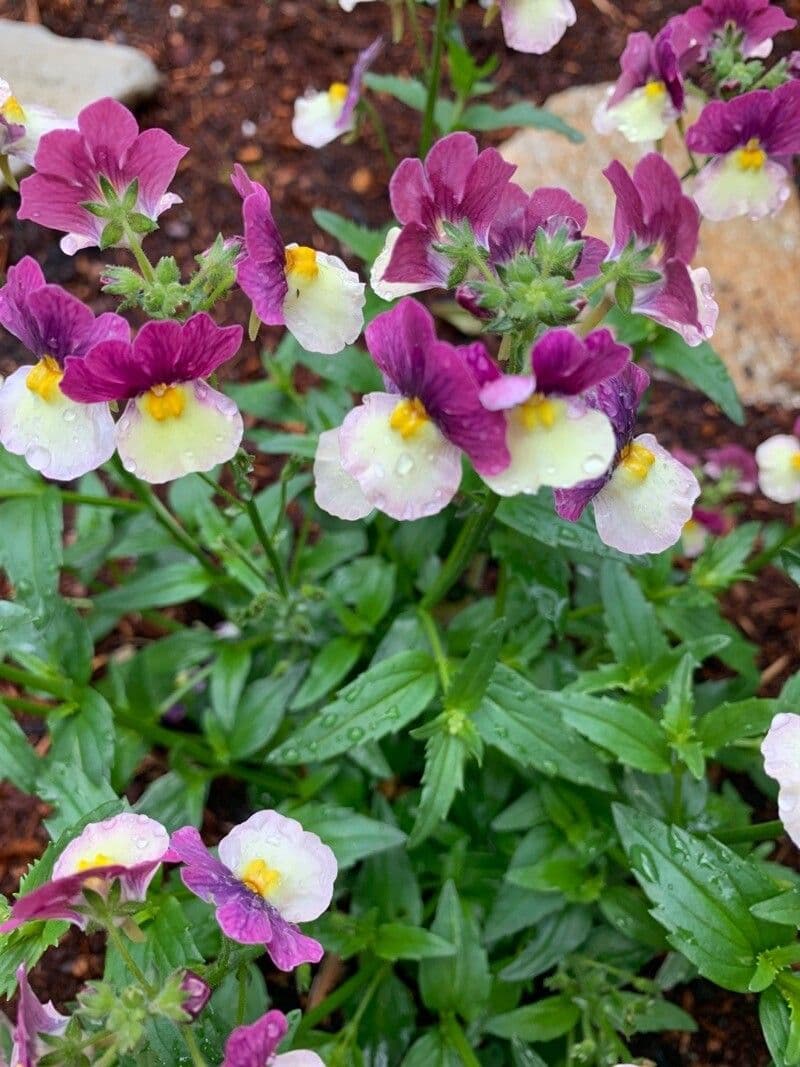 Nemesia arbustiva