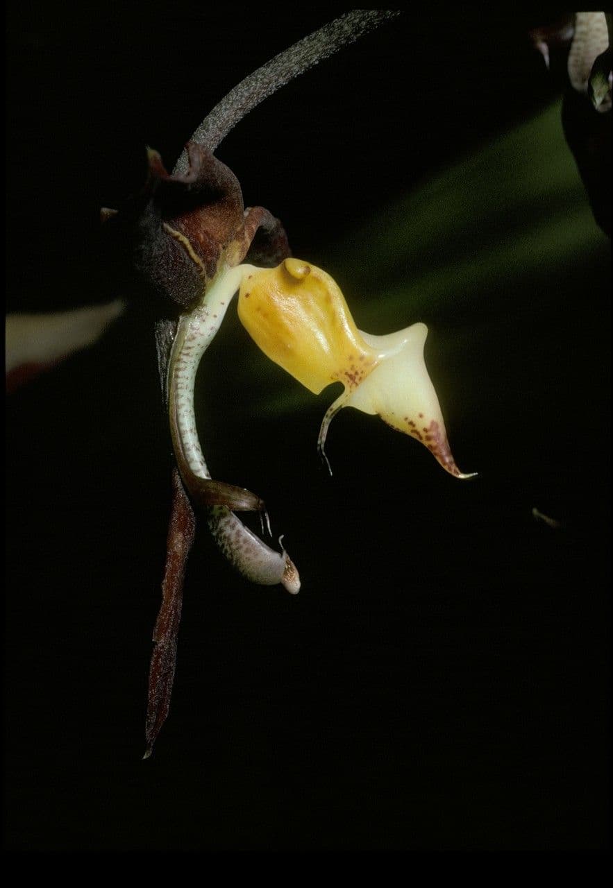 Gongora 4