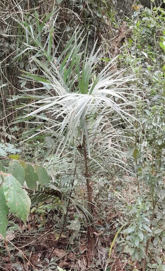 Palma da cocco gialla 5