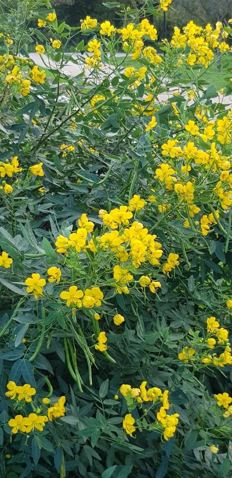 Senna 2