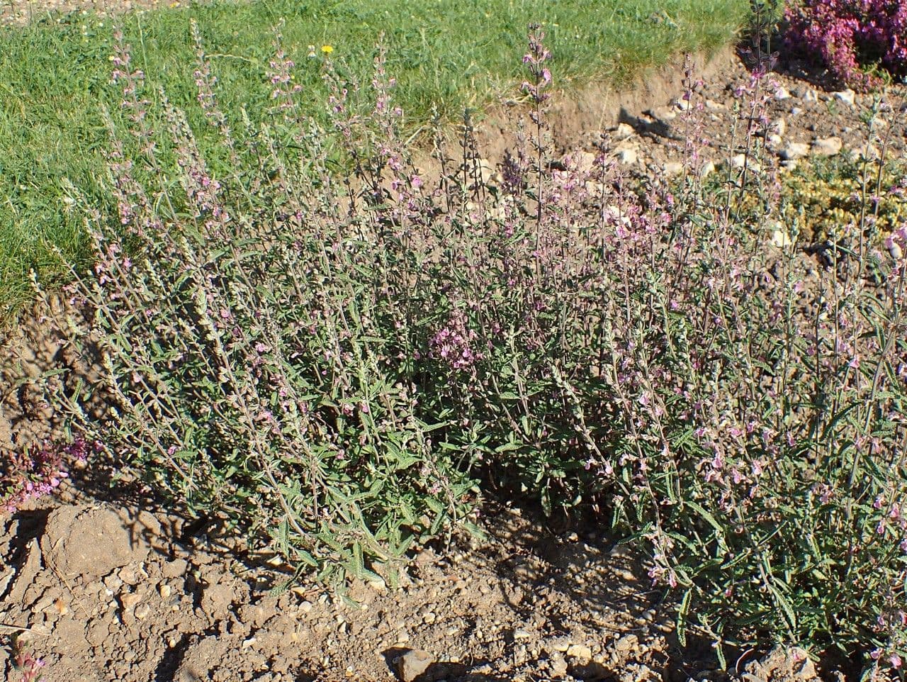Teucrium 8