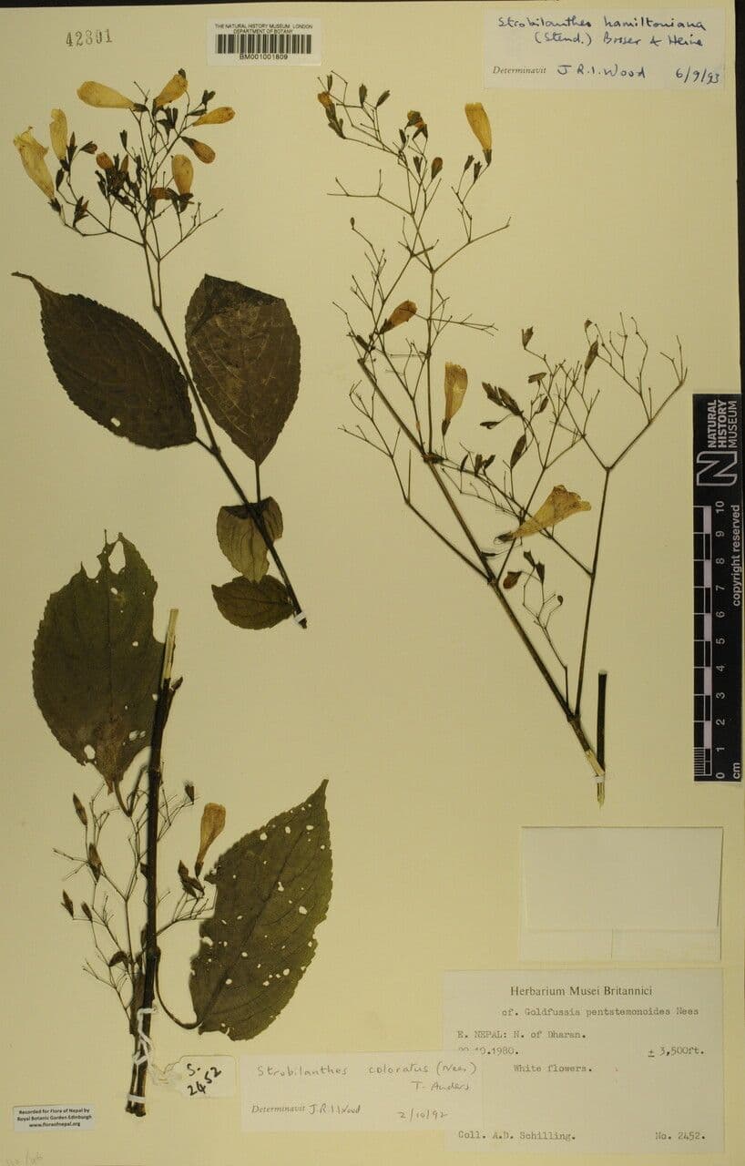 Strobilanthes 17