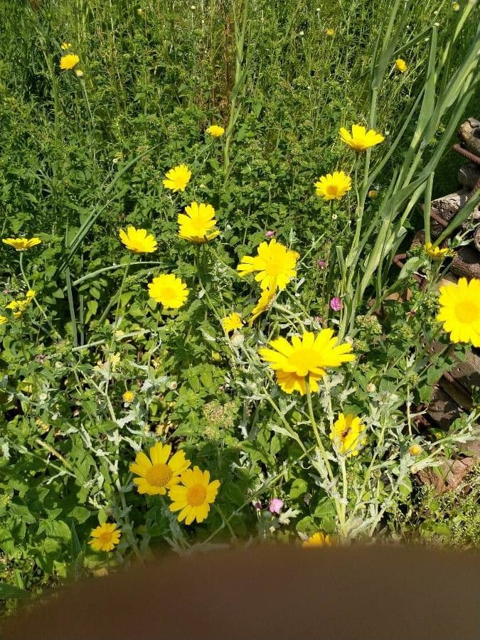 Saat-Wucherblume 3