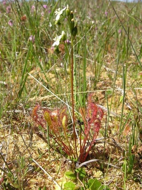 Drosera anglica 8