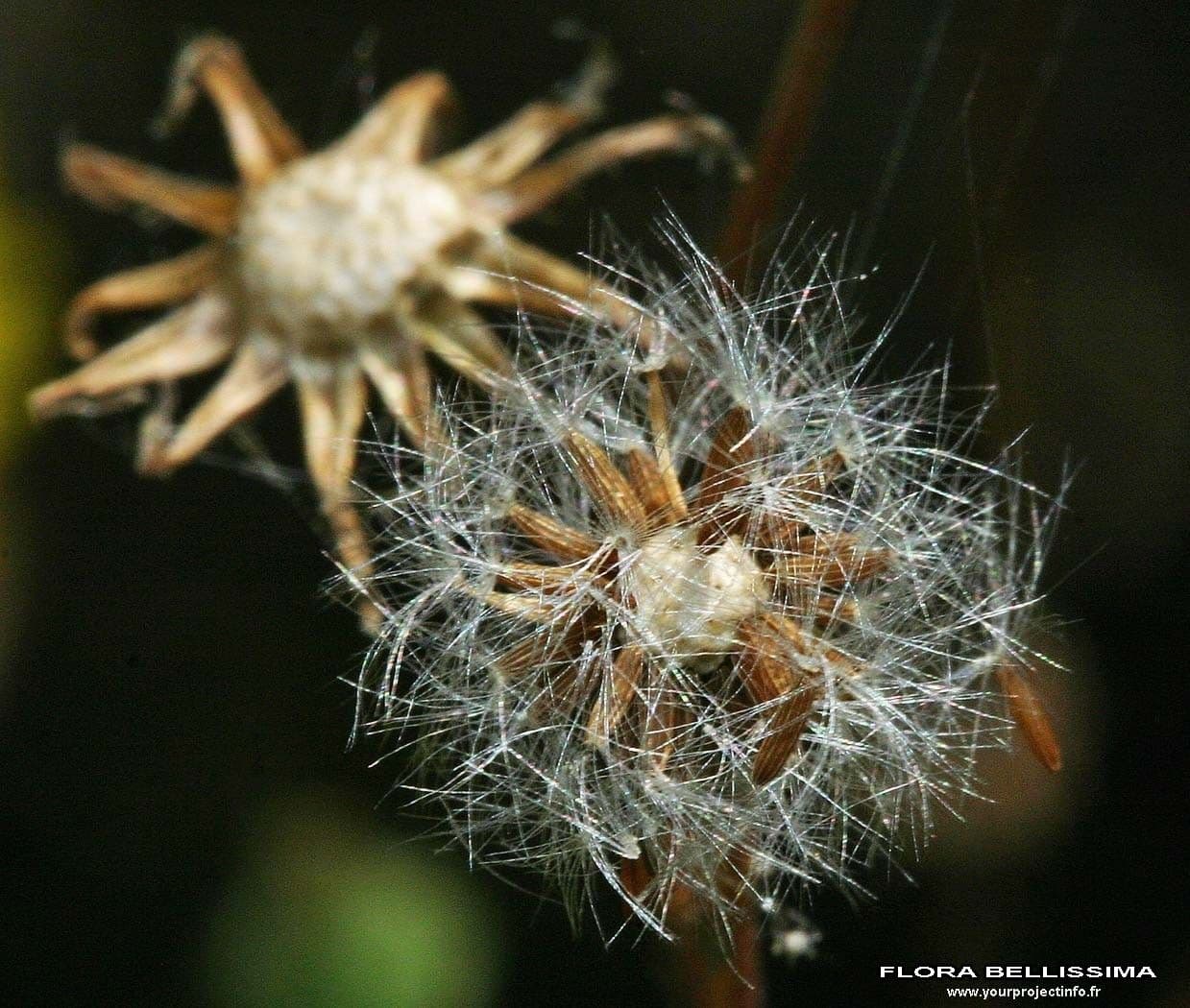 Radicchiella capillare