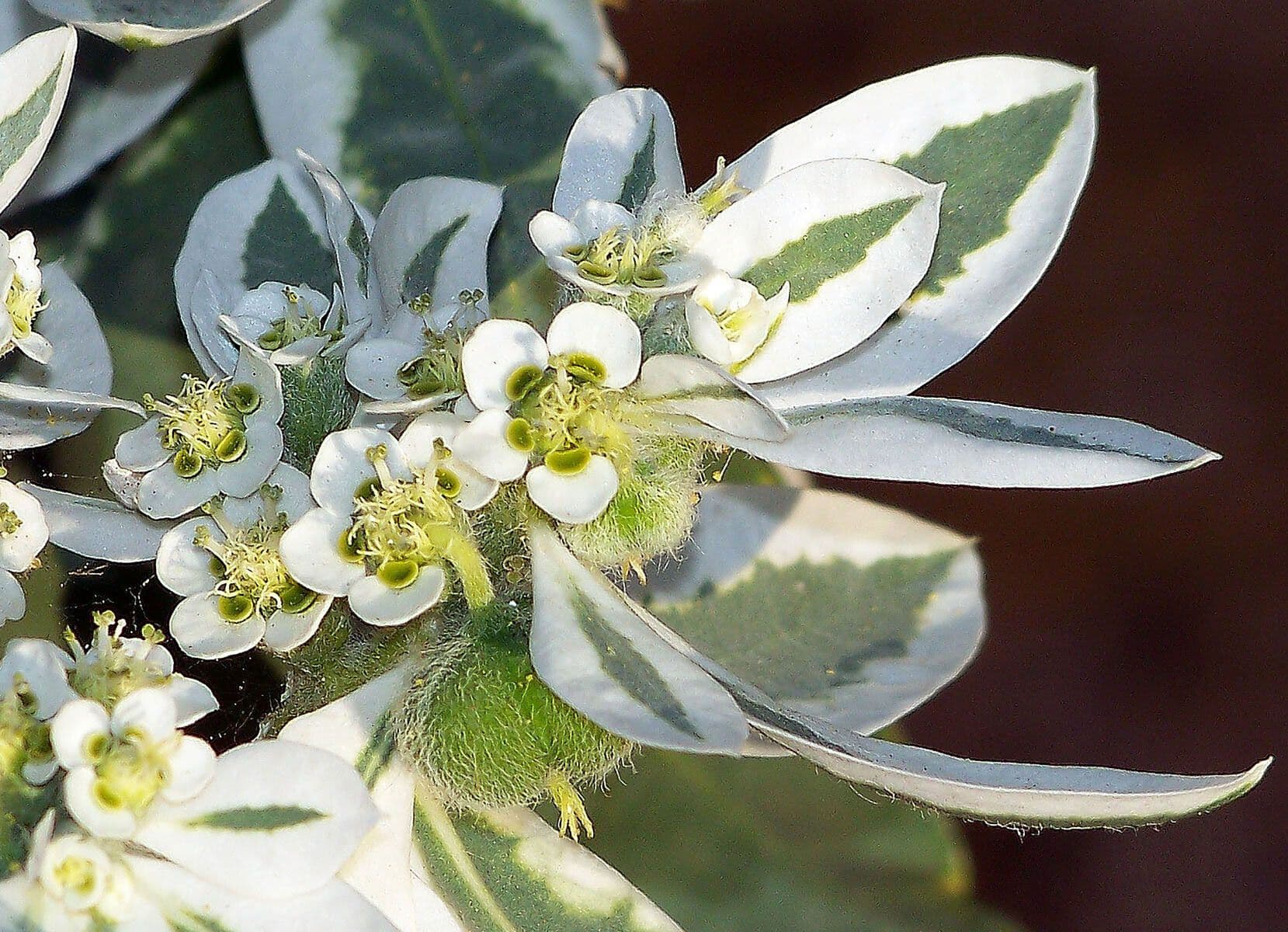 Euforbia marginata 4