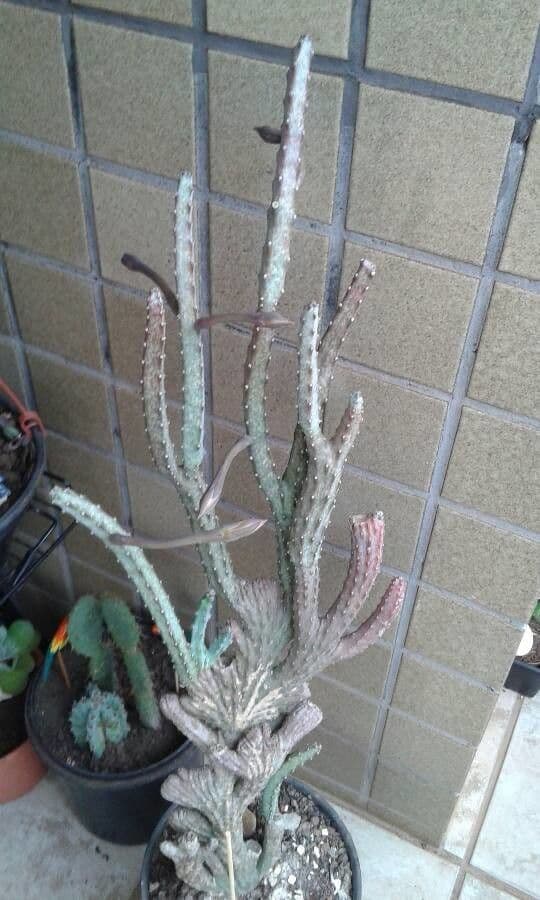 Cereus notturno del deserto 10