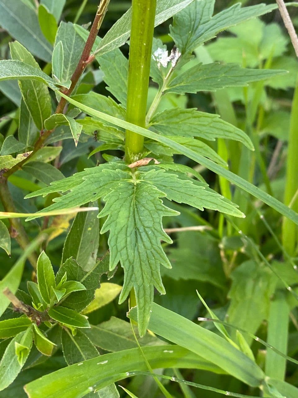 Valeriana comune 8