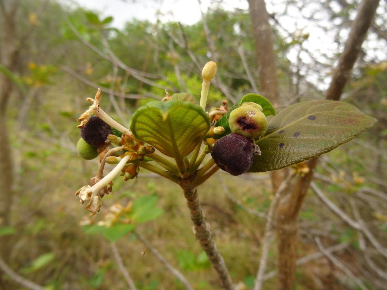 Guettarda scabra 3