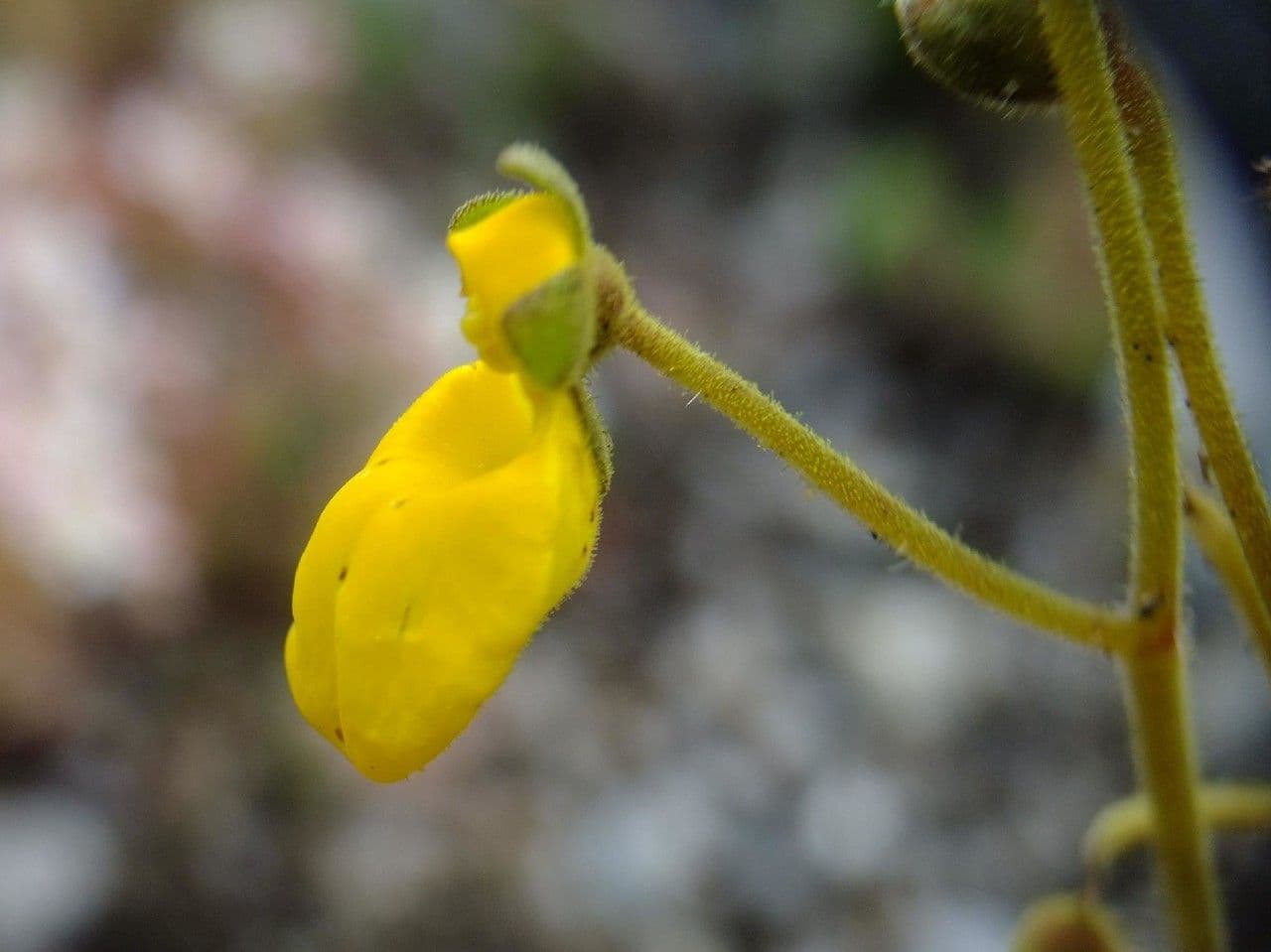 Scarpetta biflora 3