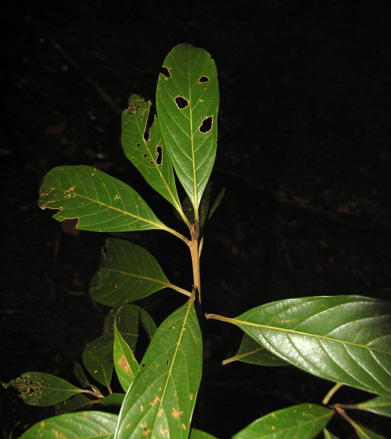 Nectandra 2