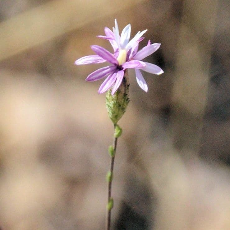 Lessingia 6
