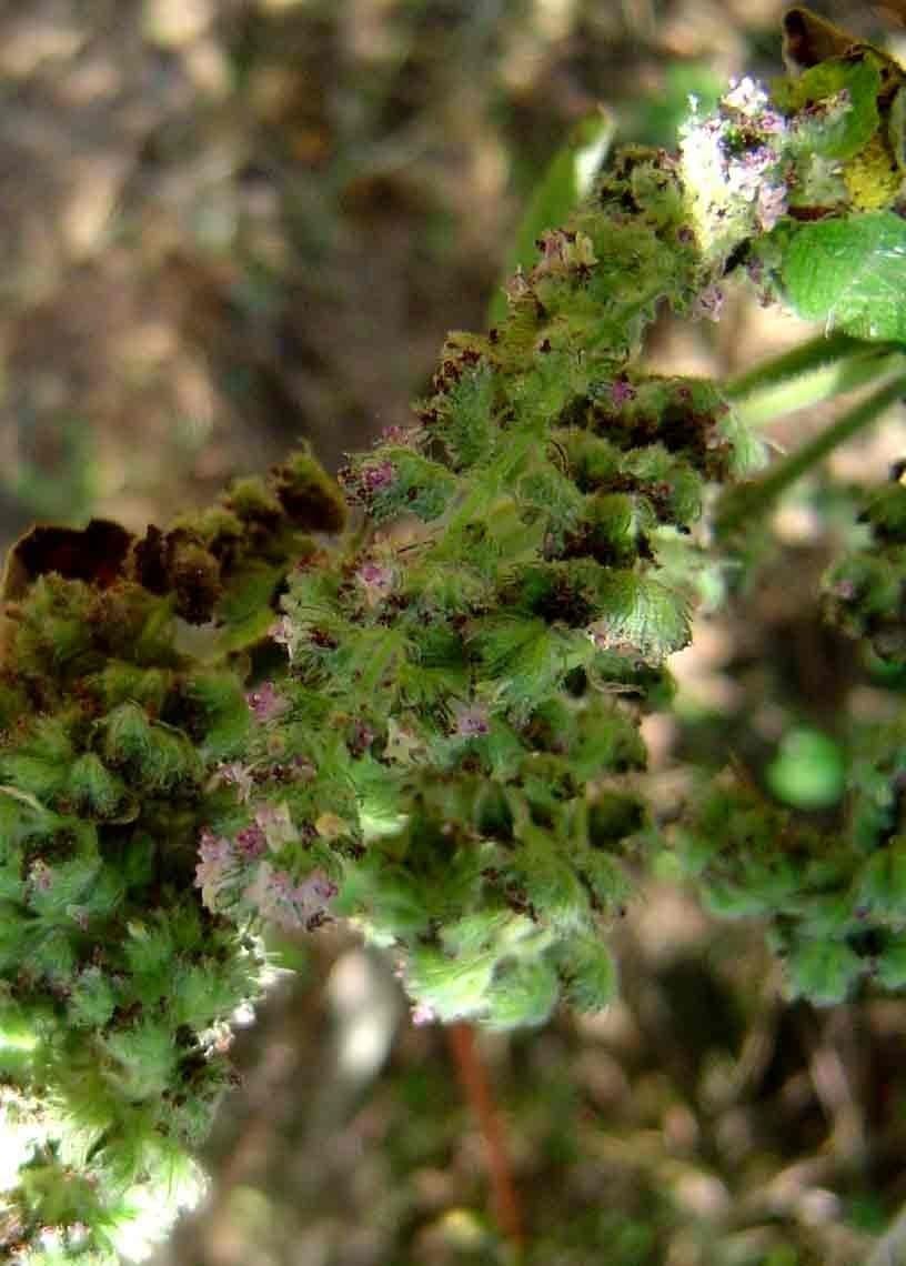 Mesosphaerum hřebenaté 10