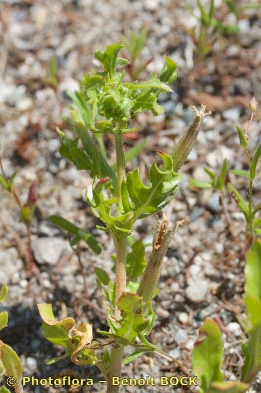 Onagra laciniata 26