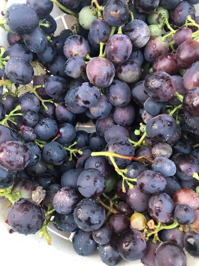 Vinič 19
