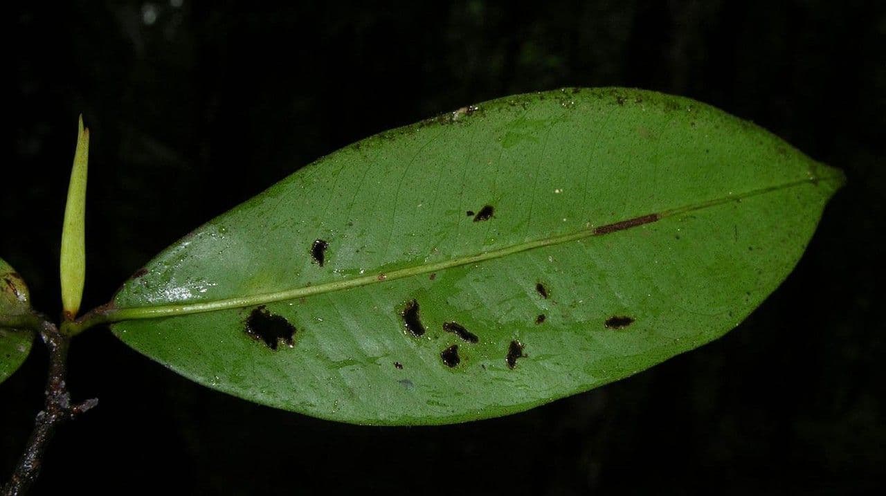 Ardisia 15