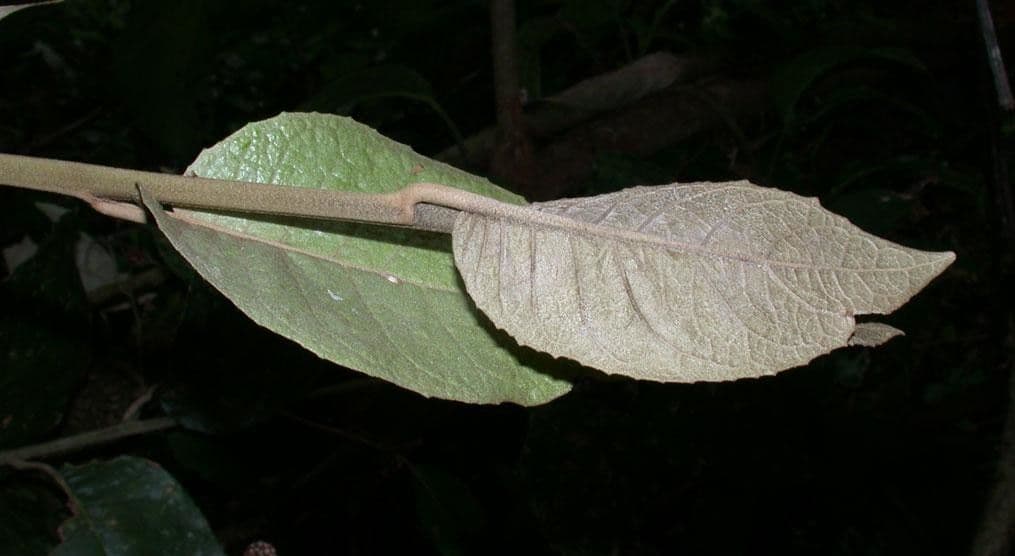 Piptocarpha 16