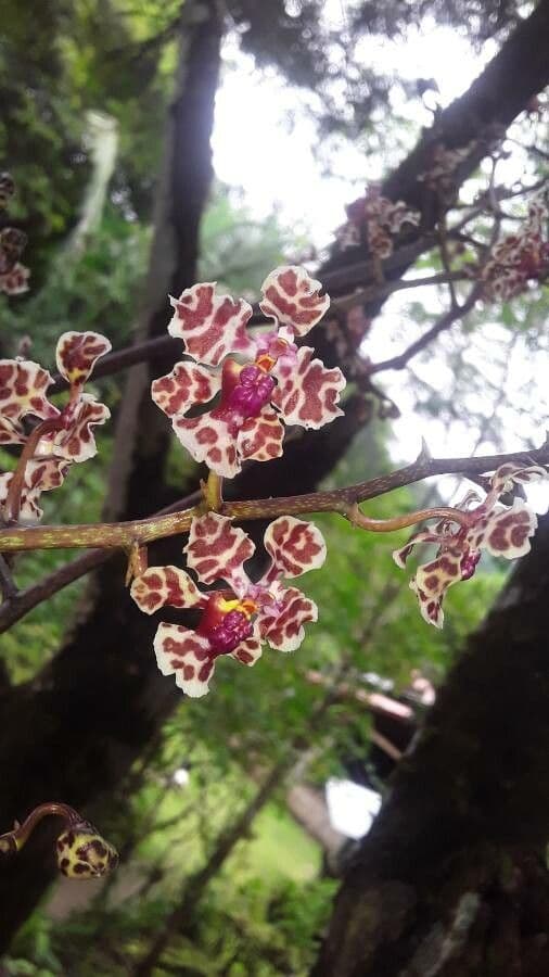 Orchidea farfalla di Cartagena 3