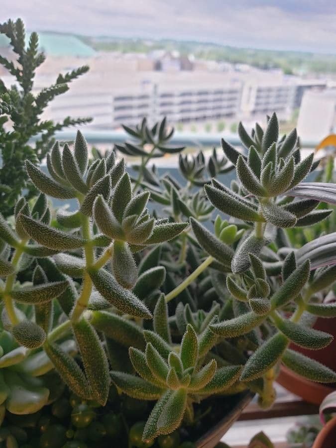 Crassula 14