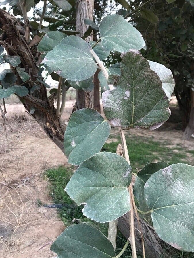 Cordia 20