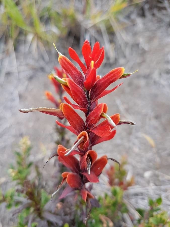 Castilleja 2