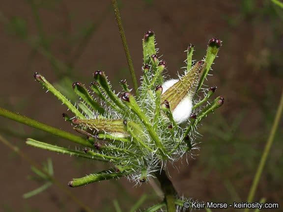 Cordylanthus rigide 3