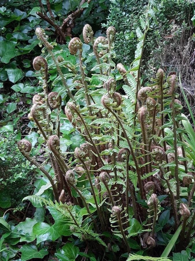 Dryopteris fragrante 2