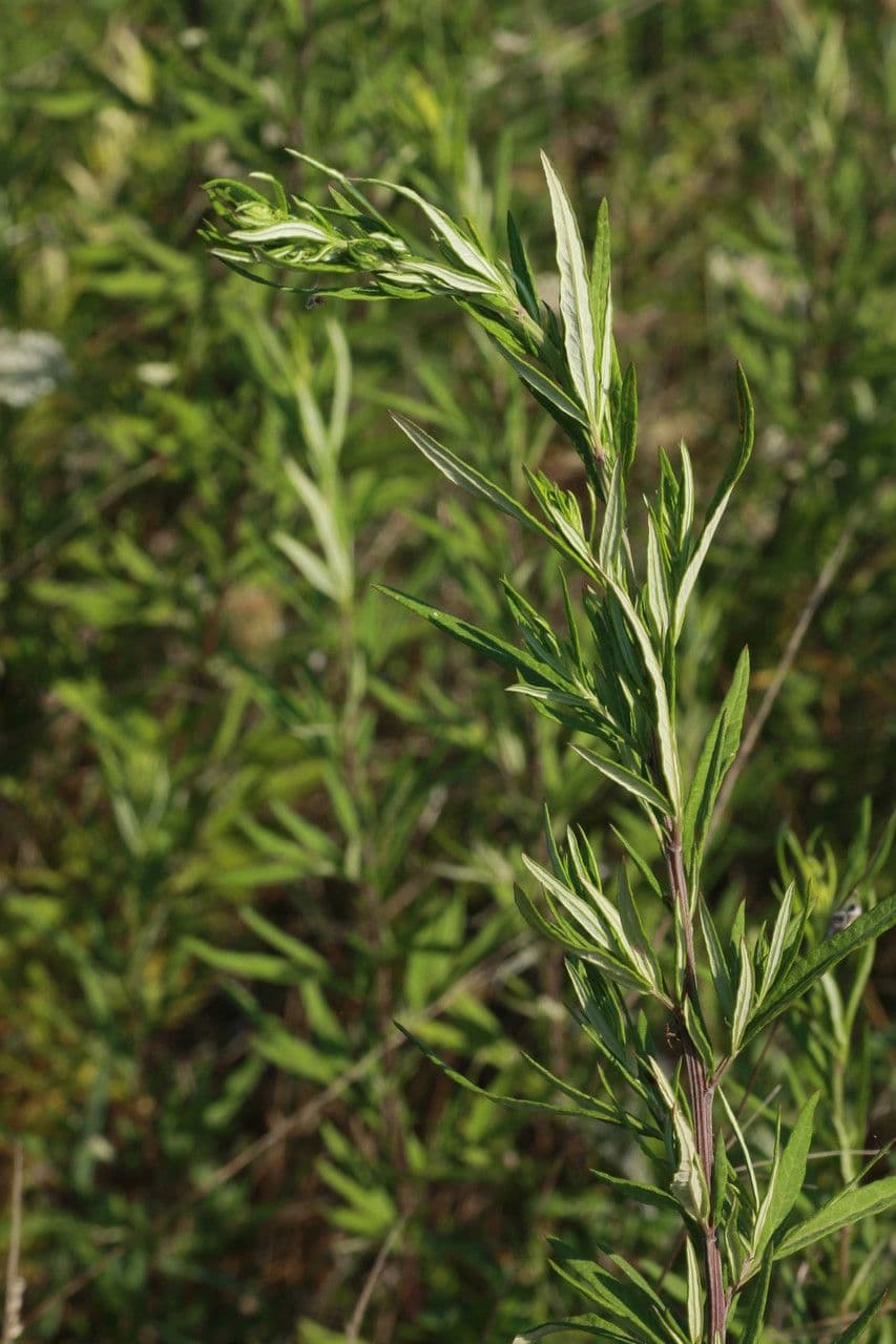 Bylica Verlota 30
