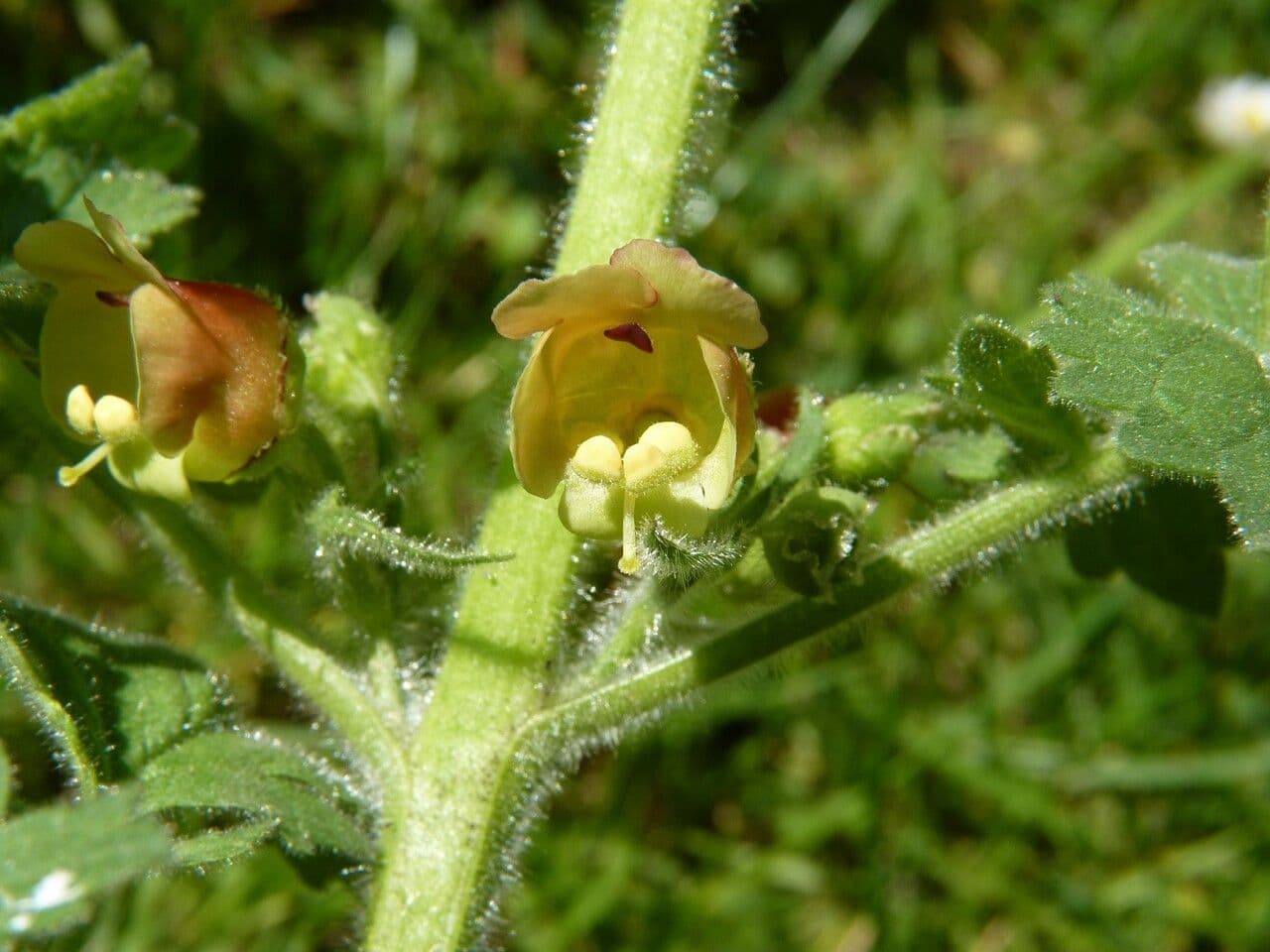 Ropucha 6