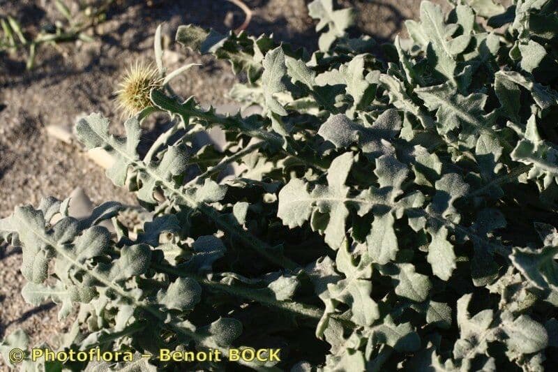 Centaurea 13