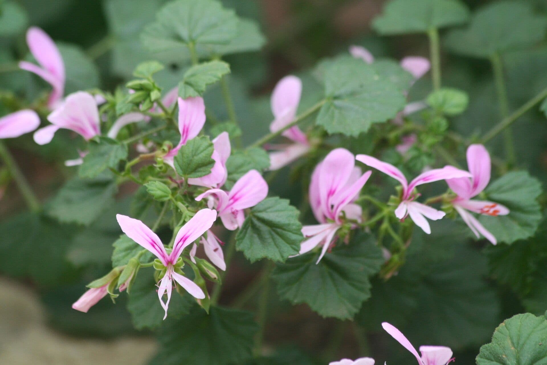 Geranium 2