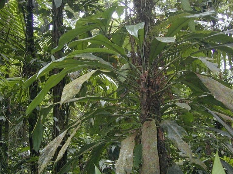Philodendron 9