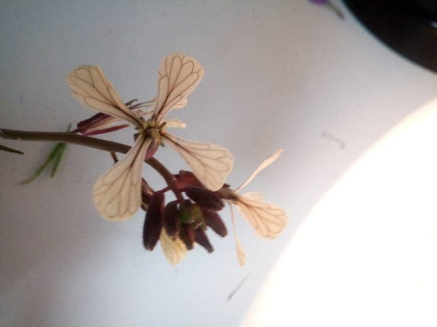 Rucola 10