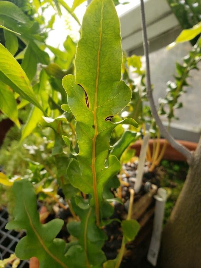 Lecanopteris 3