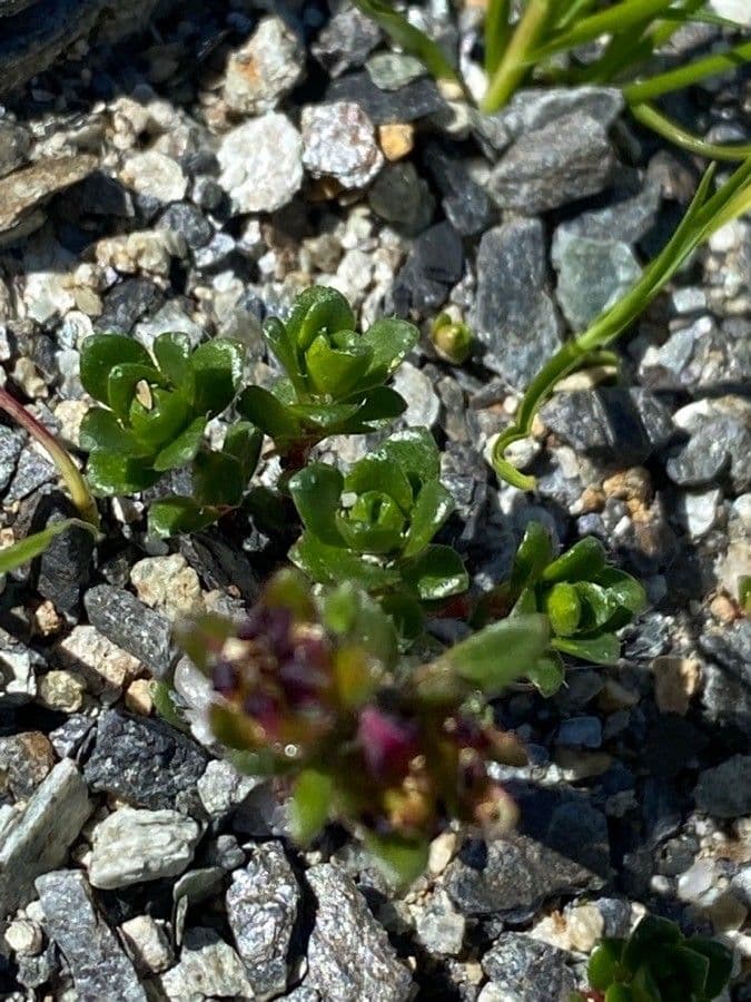 Sassifraga biflora 13