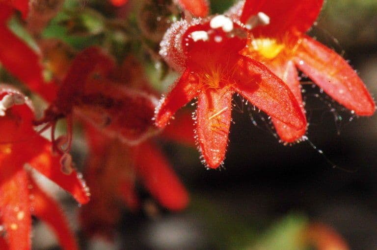 Penstemon 4