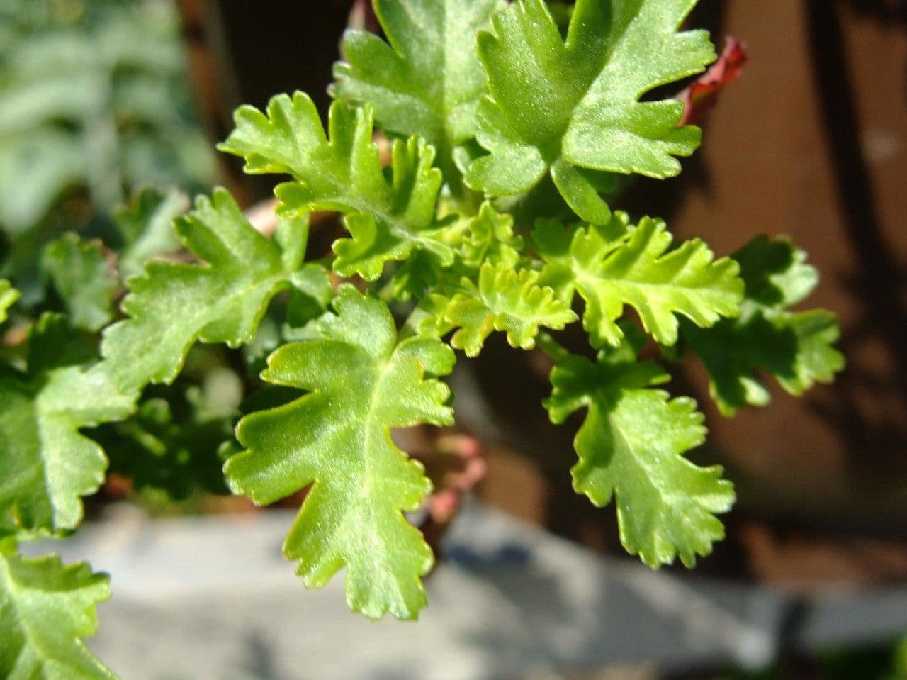 Geranium 9