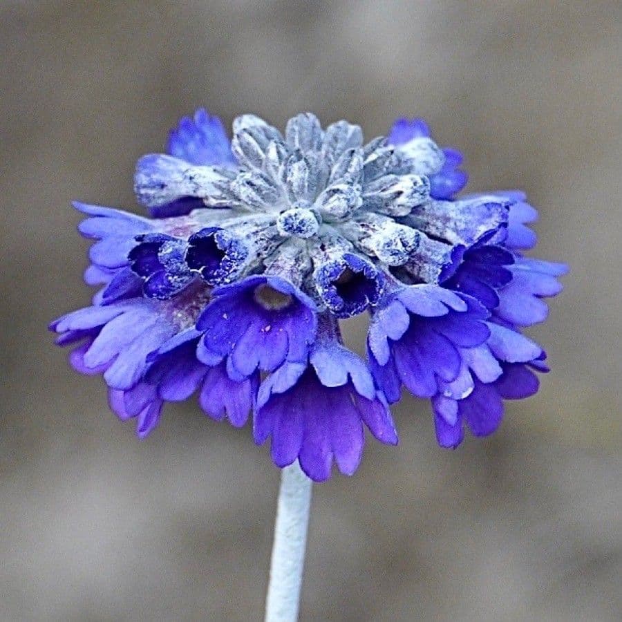 Primula 5