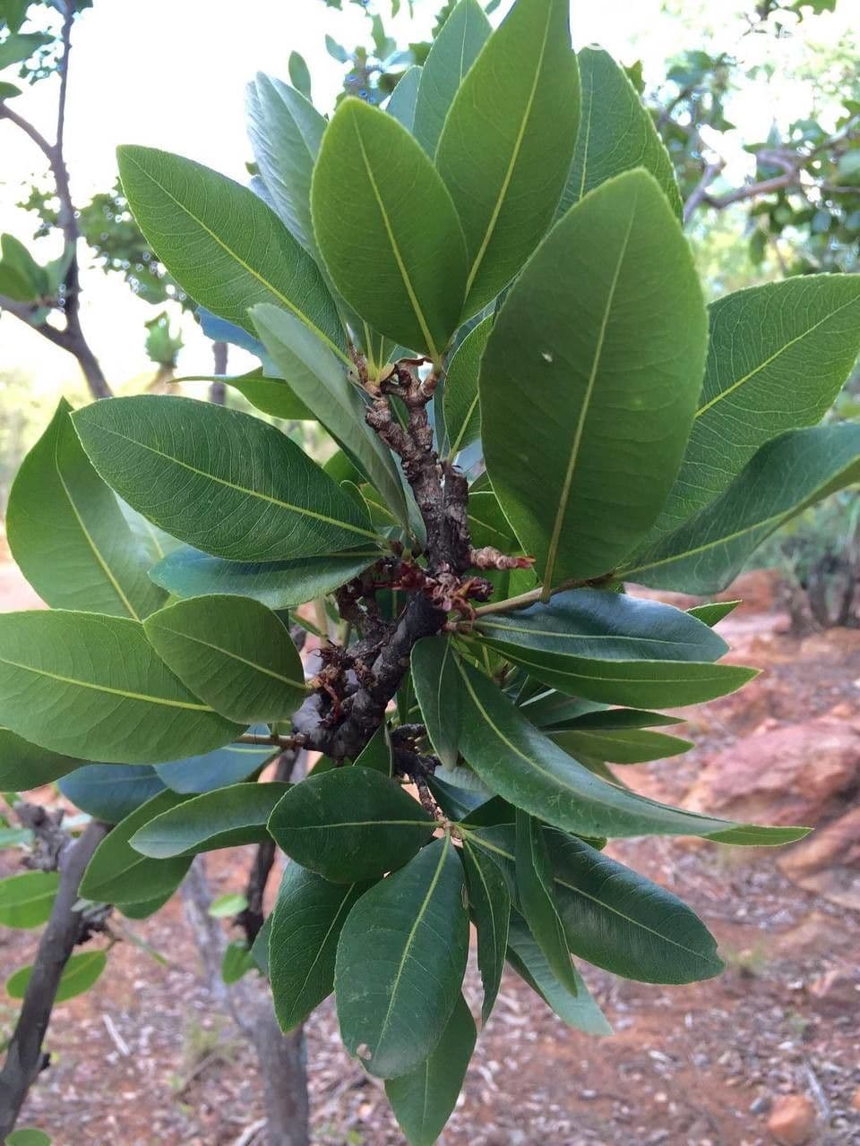 Ochna pulchra 9