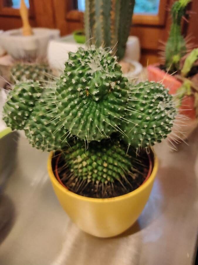 Mammillaria 24
