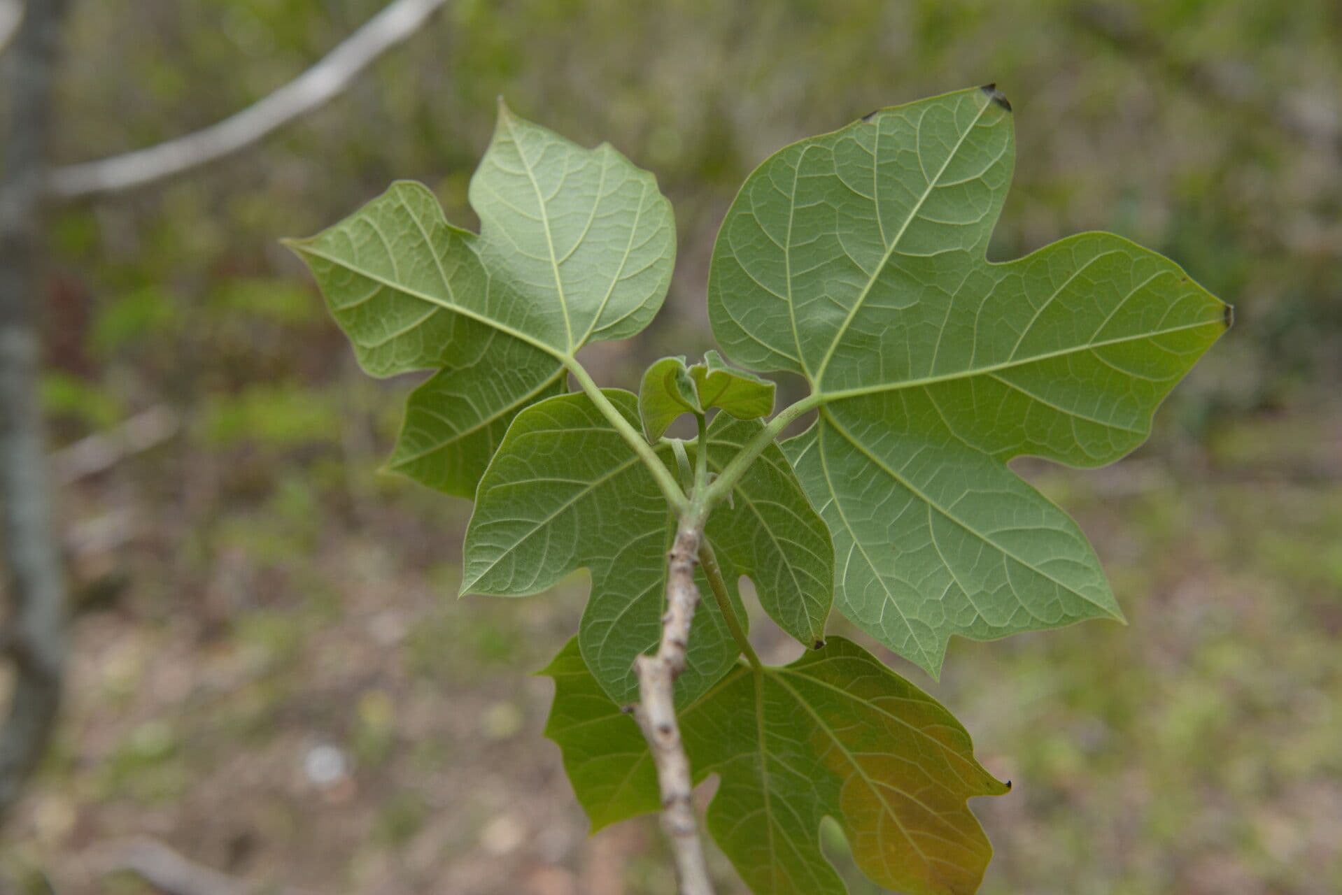 Gyrocarpus 2