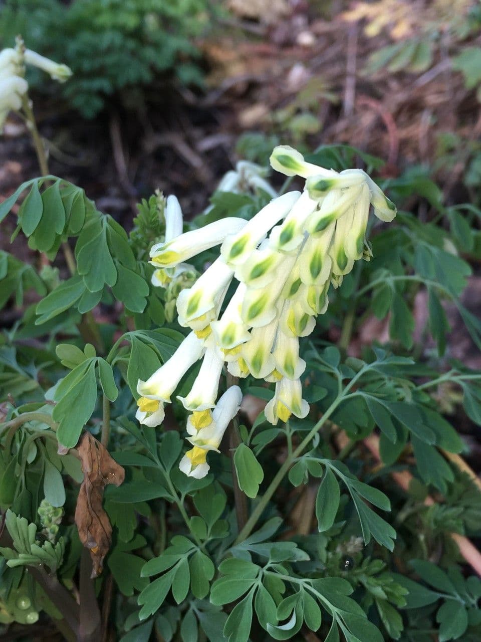 Corydalis blanca 19