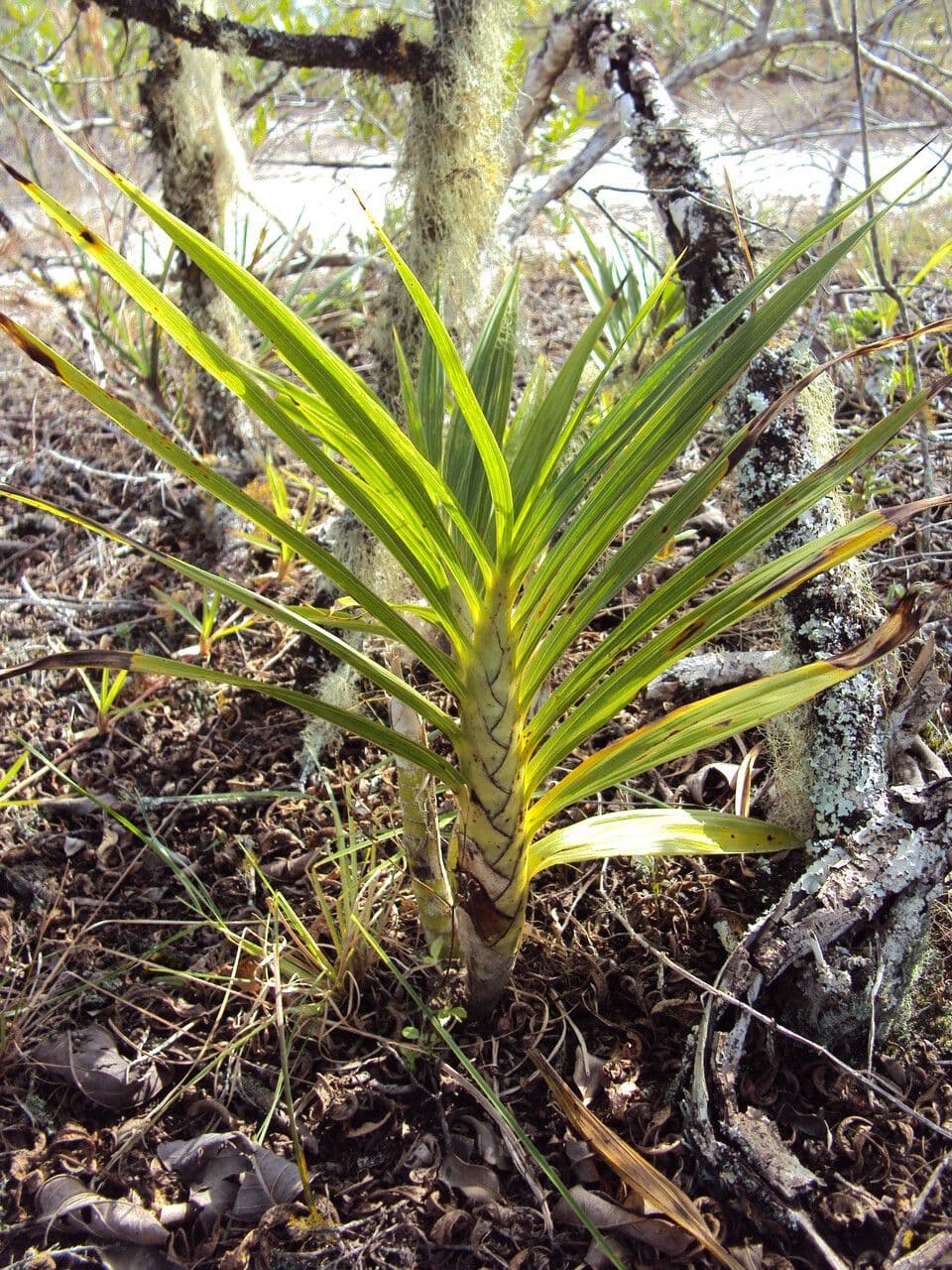 Cyrtopodium flavum 13