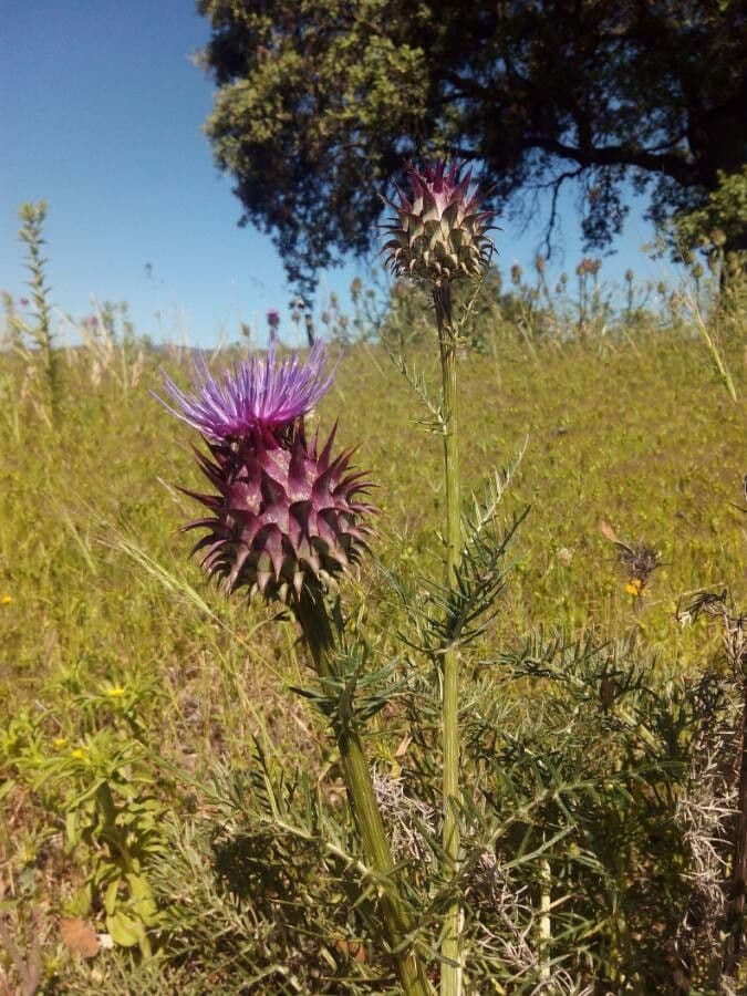 Cynara humilis 10