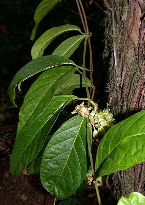 Prestonia portobellensis 19