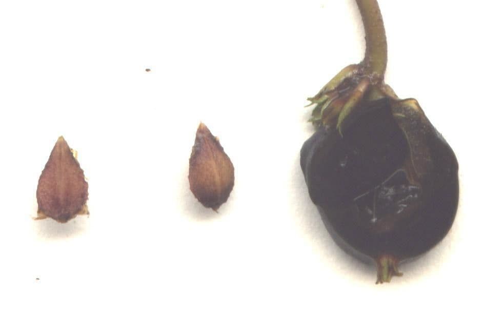 Geophila 11