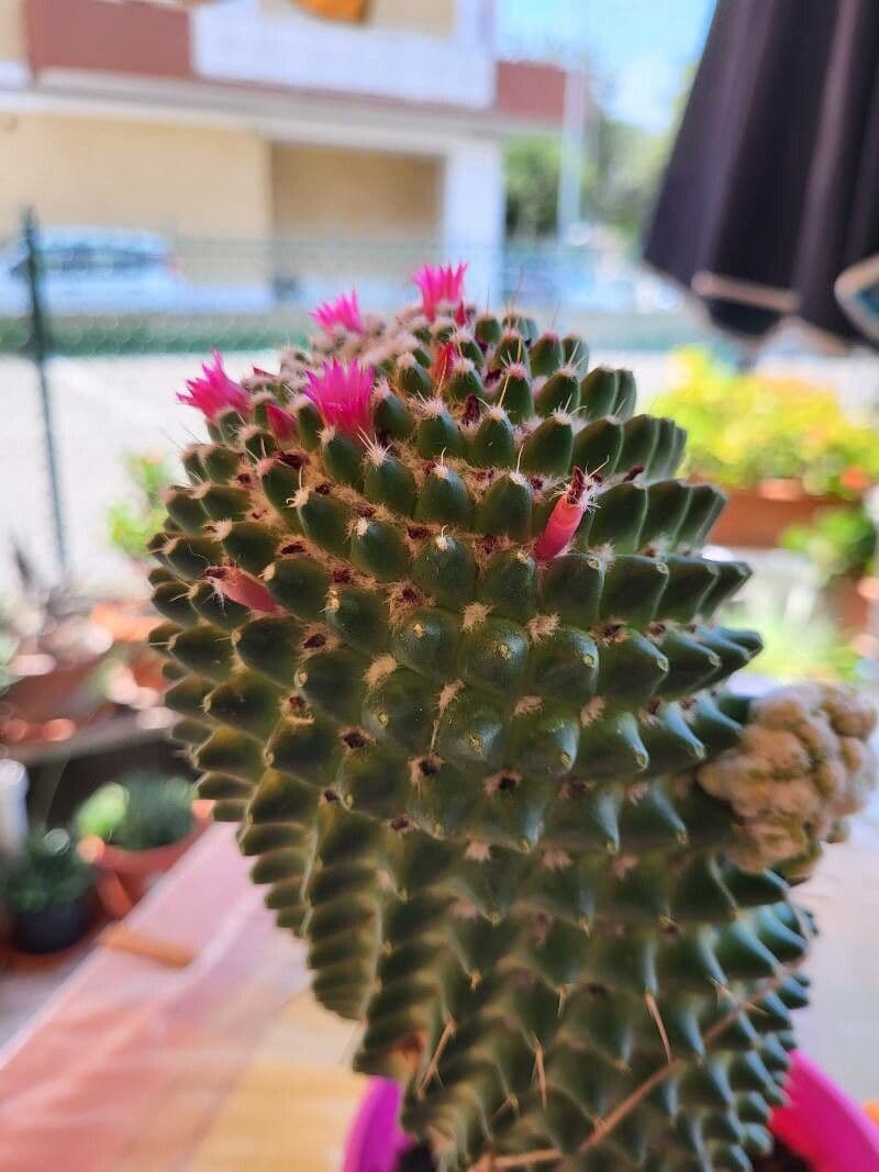 Mammillaria 5