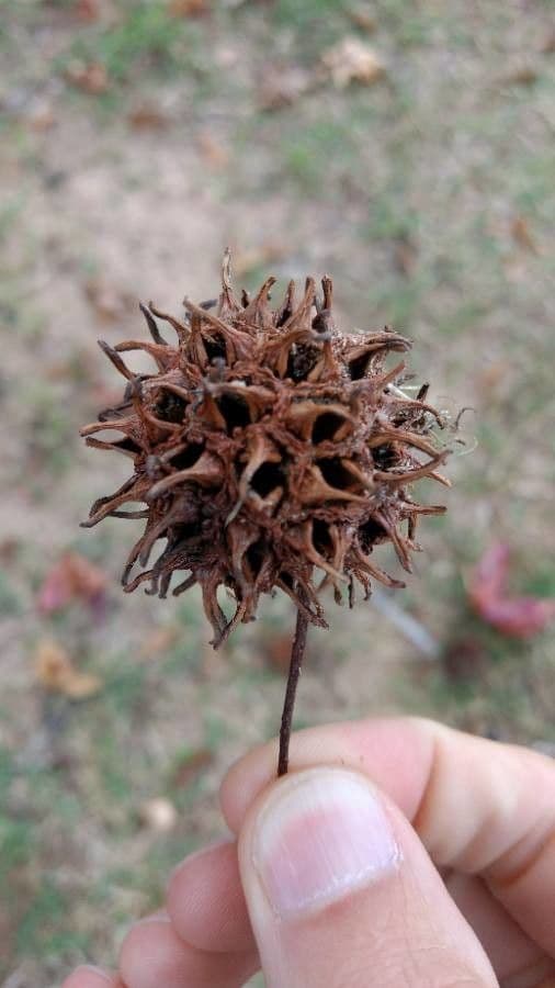 Liquidambar 2